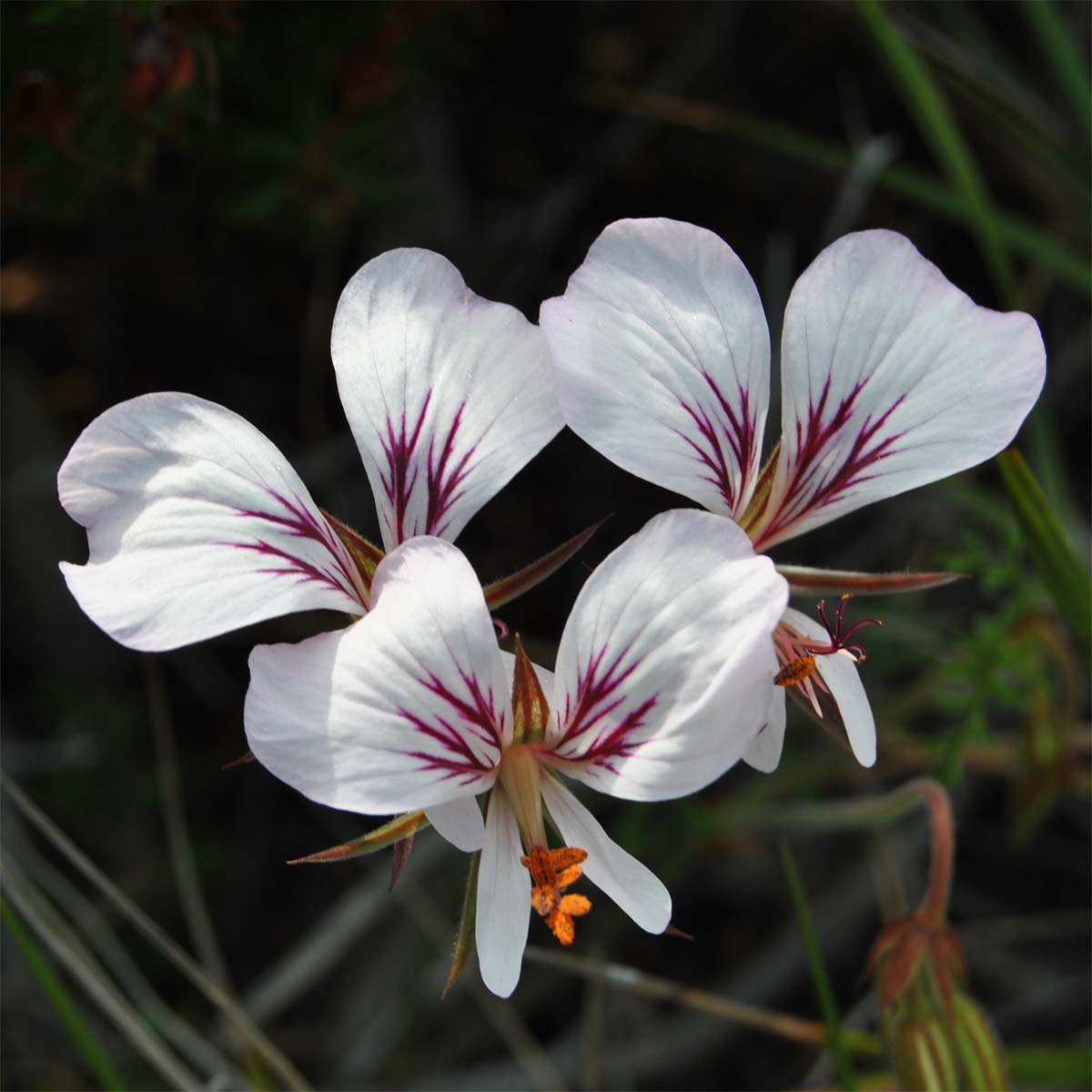 Изображение особи Pelargonium myrrhifolium.