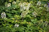 Actaea rubra f. neglecta