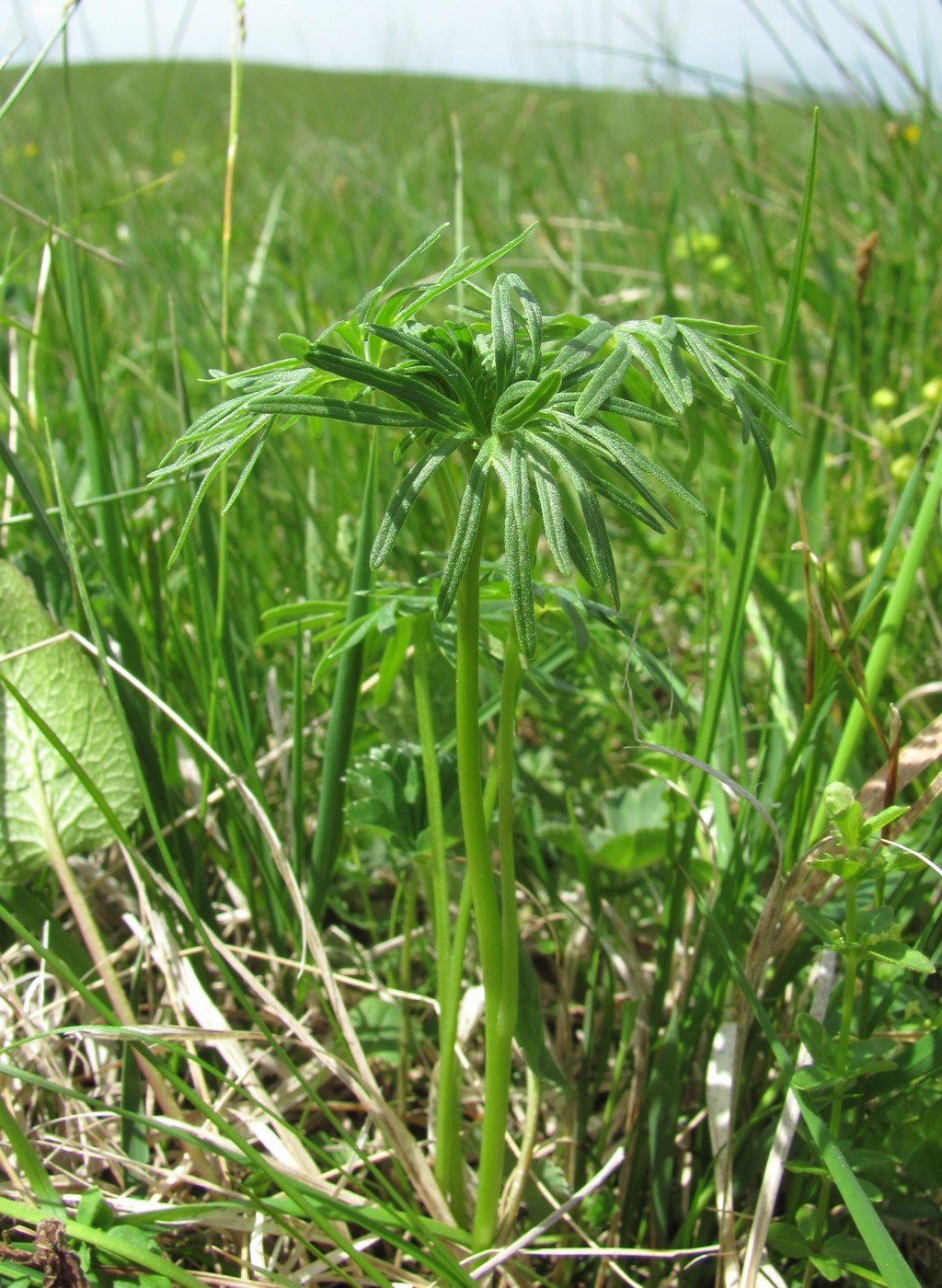 Image of familia Ranunculaceae specimen.