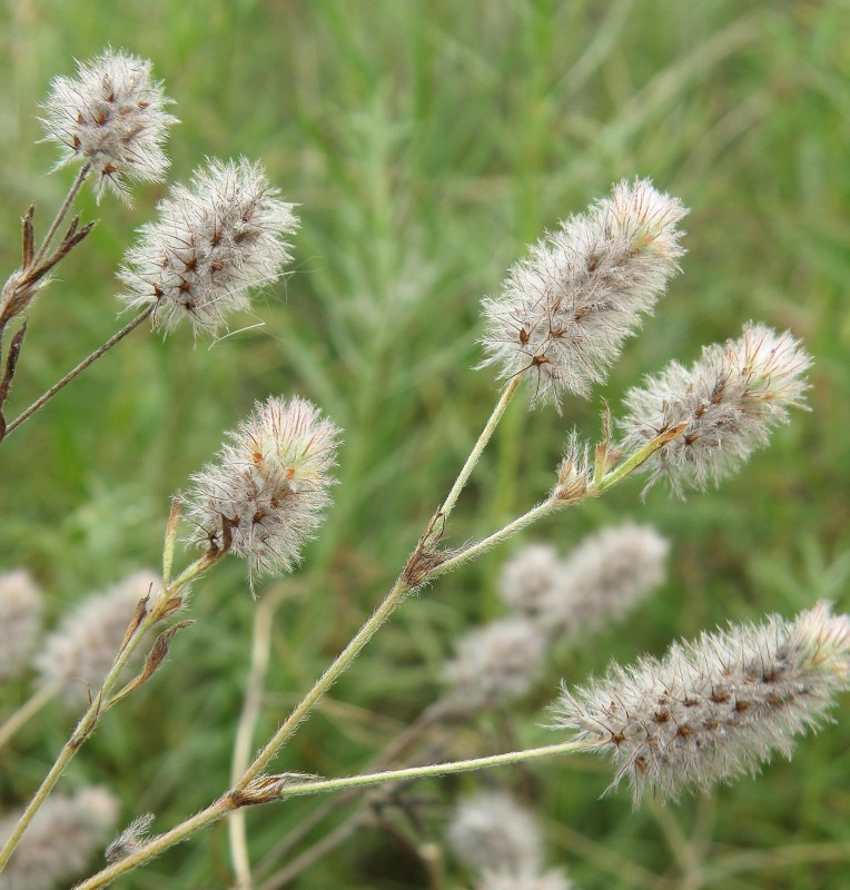 Изображение особи Trifolium arvense.