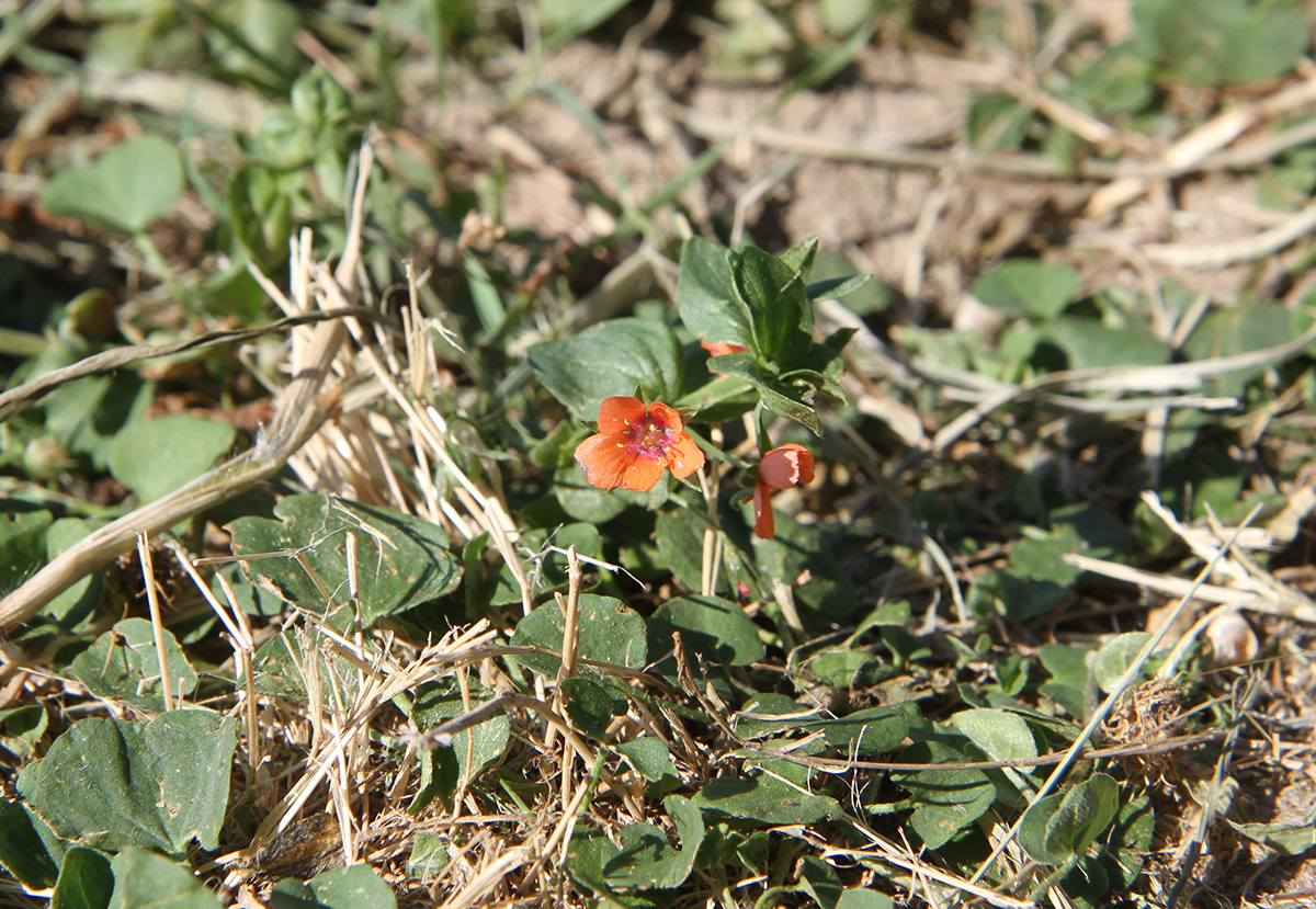 Image of Anagallis arvensis specimen.