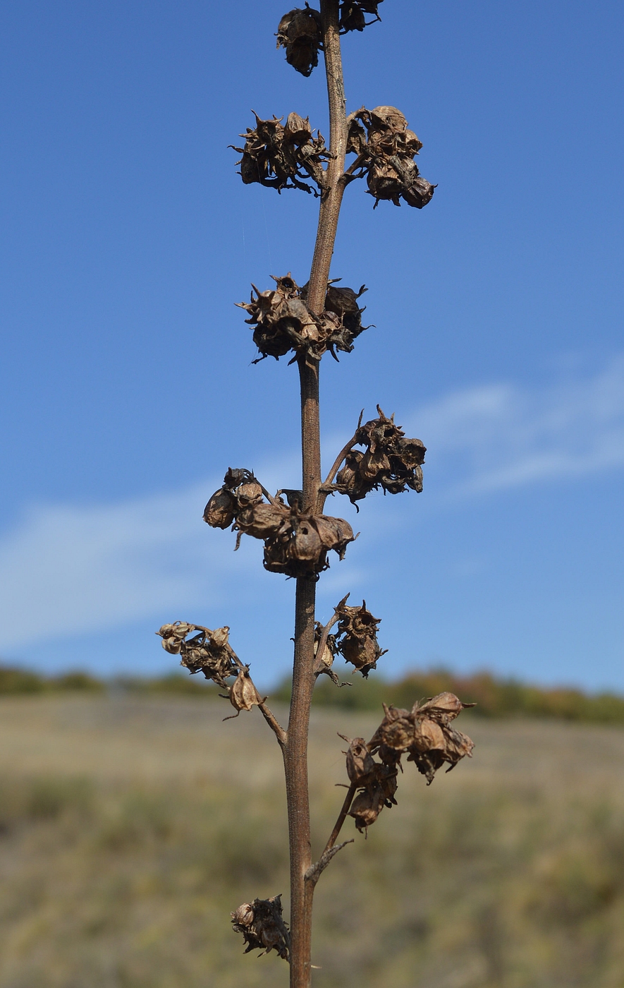 Image of Campanula bononiensis specimen.