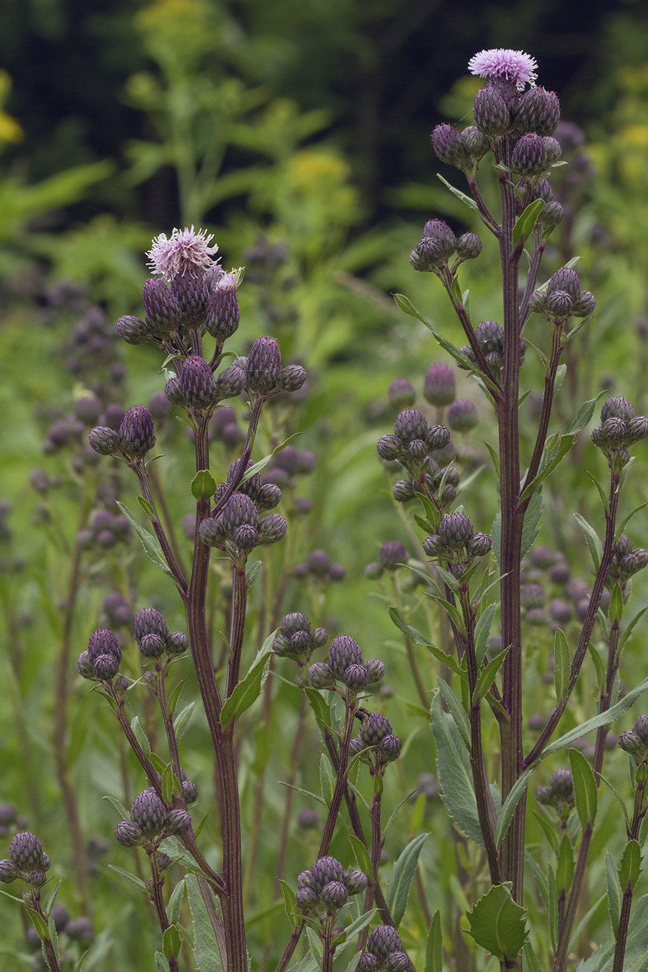 Image of Cirsium setosum specimen.