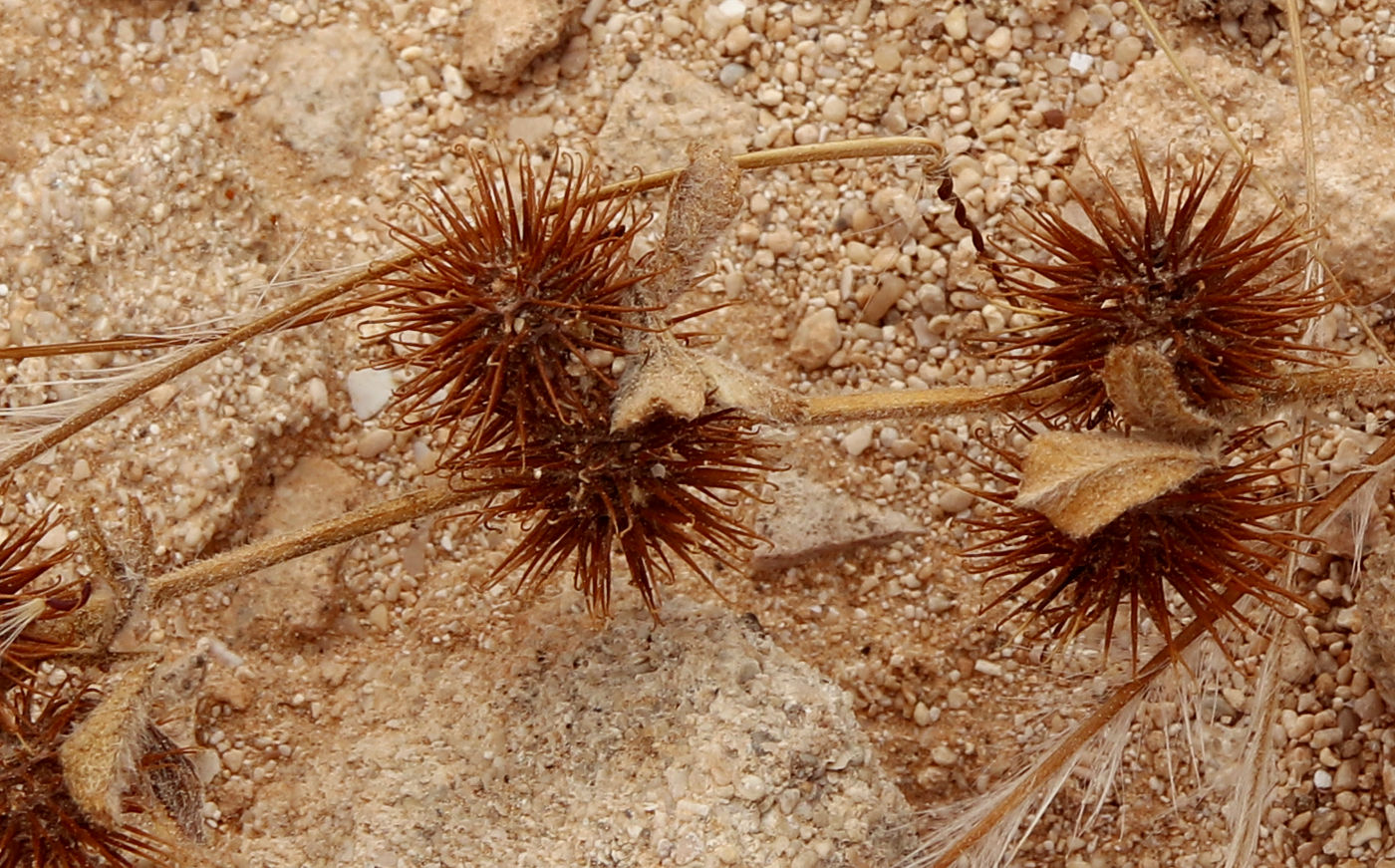 Image of Medicago laciniata specimen.