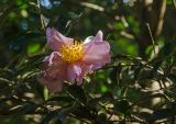 Camellia sasanqua