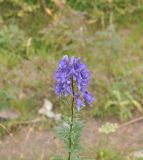 род Aconitum. Соцветие. Грузия, Душетский муниципалитет, правый берег р. Вулелаури в нижнем течении, ≈ 2000 м н.у.м., луг. 02.08.2018.