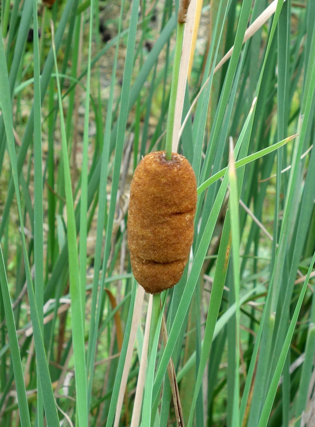 Изображение особи Typha laxmannii.