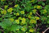 Chrysosplenium alternifolium. Верхушки цветущих растений. Новгородская обл., Крестецкий р-н, окр. дер. Долгий мост, опушка смешанного леса. 12.05.2019.