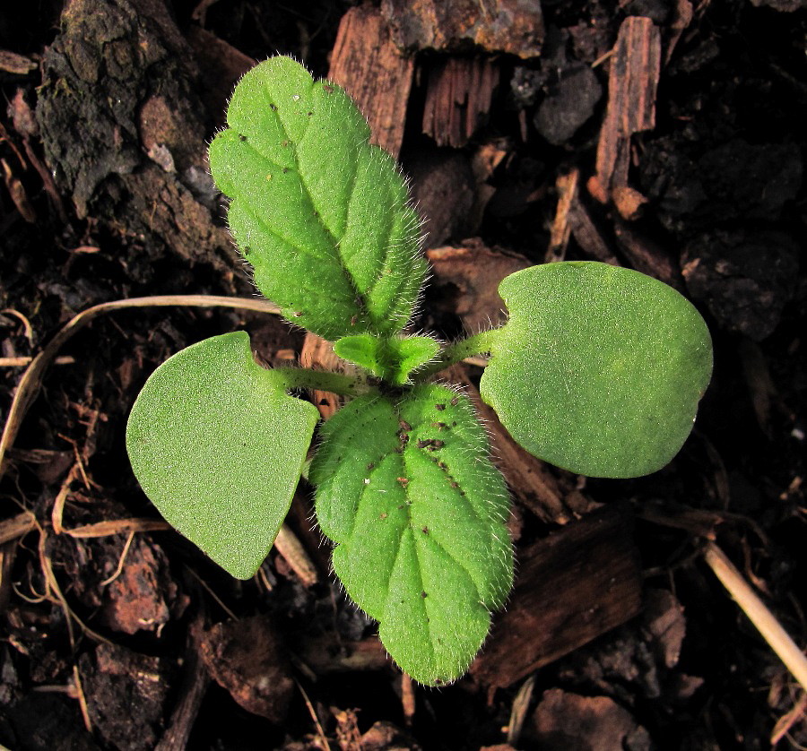 Image of Galeopsis bifida specimen.