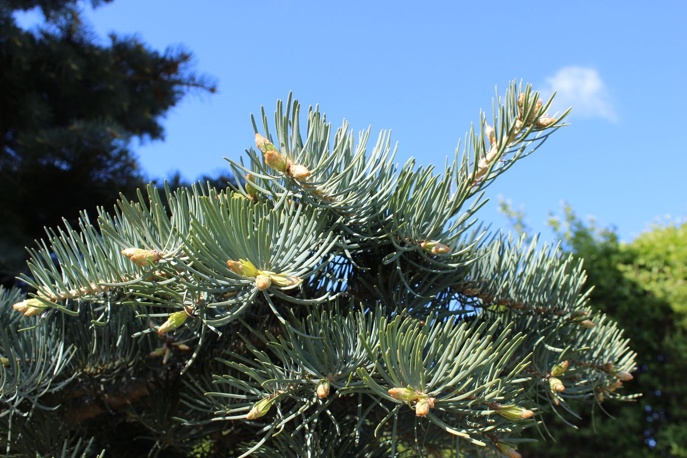 Изображение особи Abies concolor.