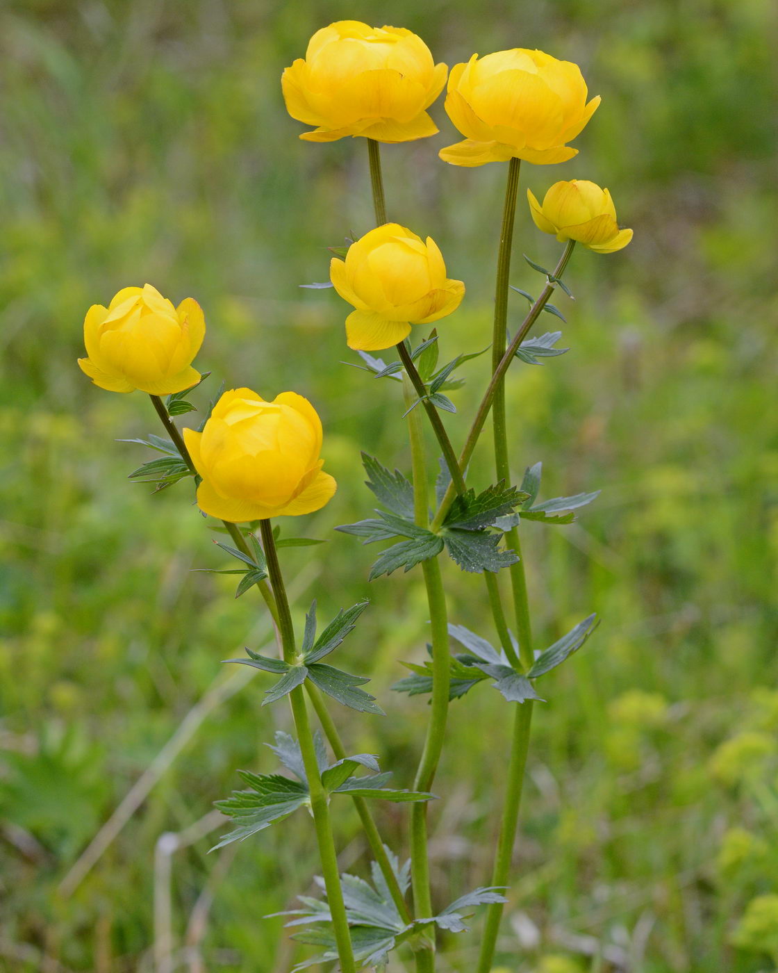 Изображение особи Trollius europaeus.