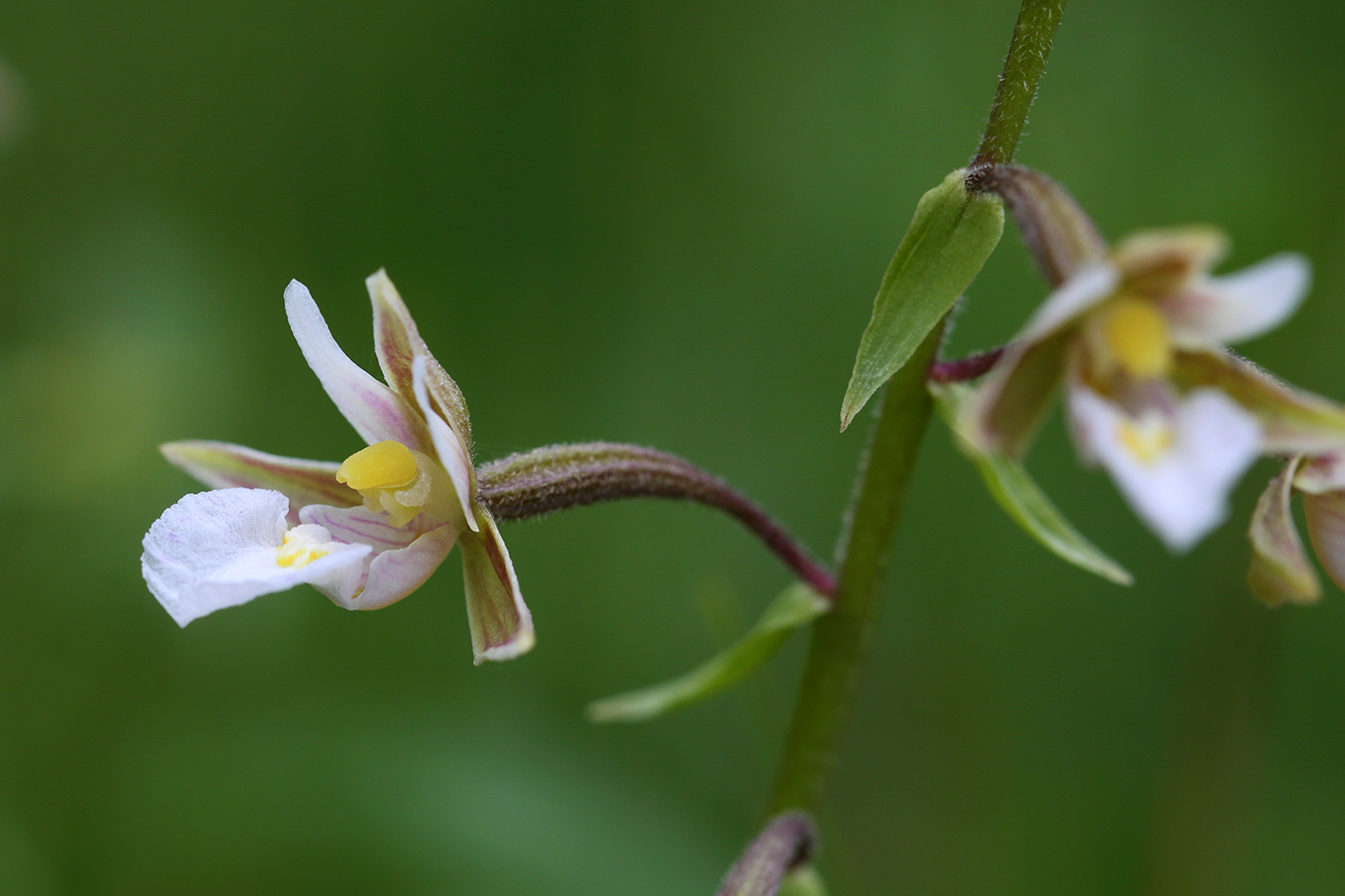 Image of Epipactis palustris specimen.