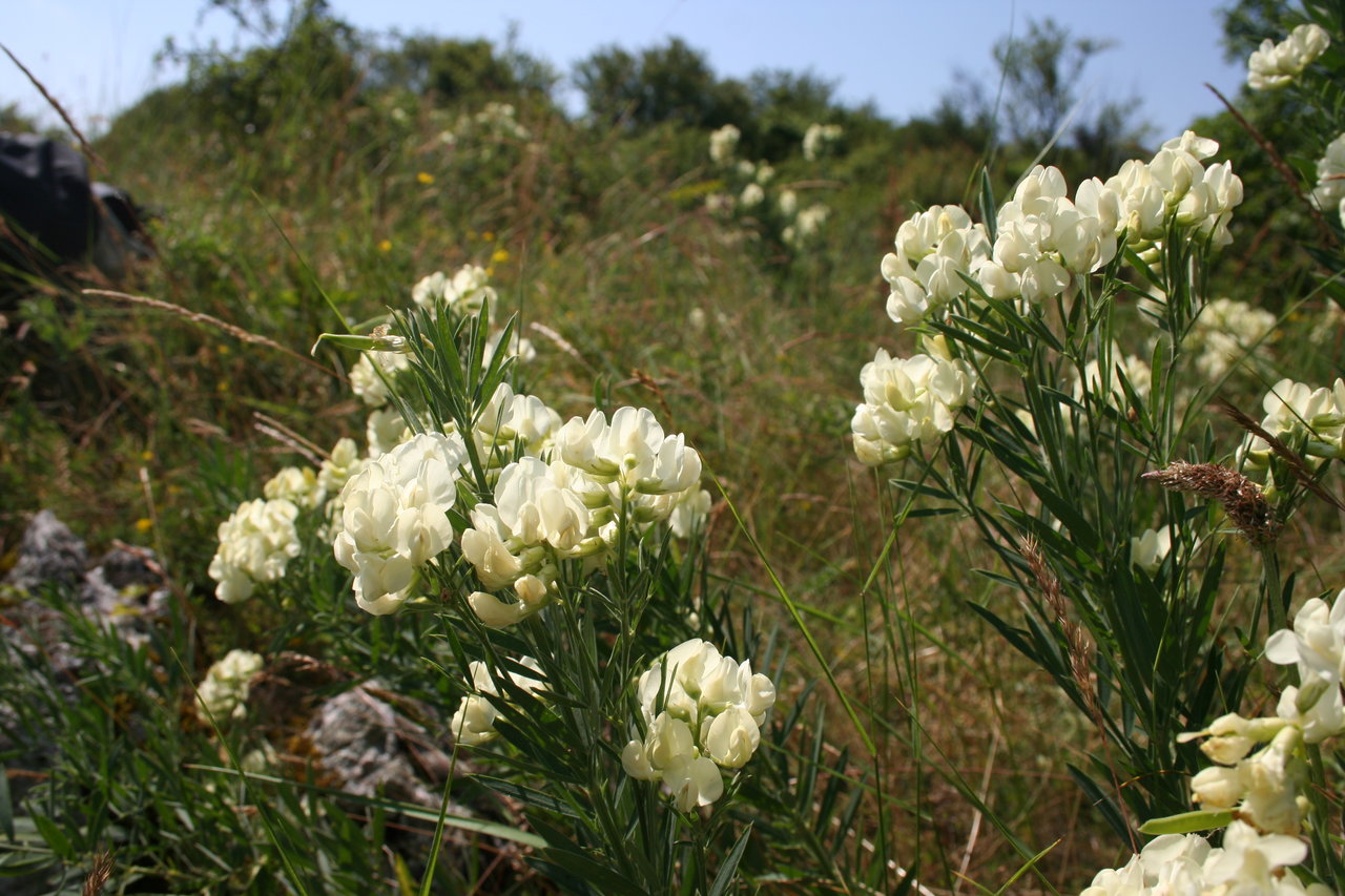 Изображение особи Lathyrus pancicii.