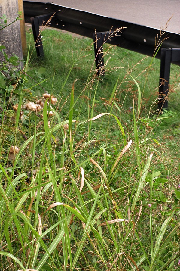 Image of Sorghum halepense specimen.