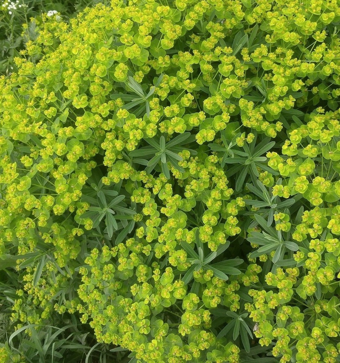 Изображение особи род Euphorbia.