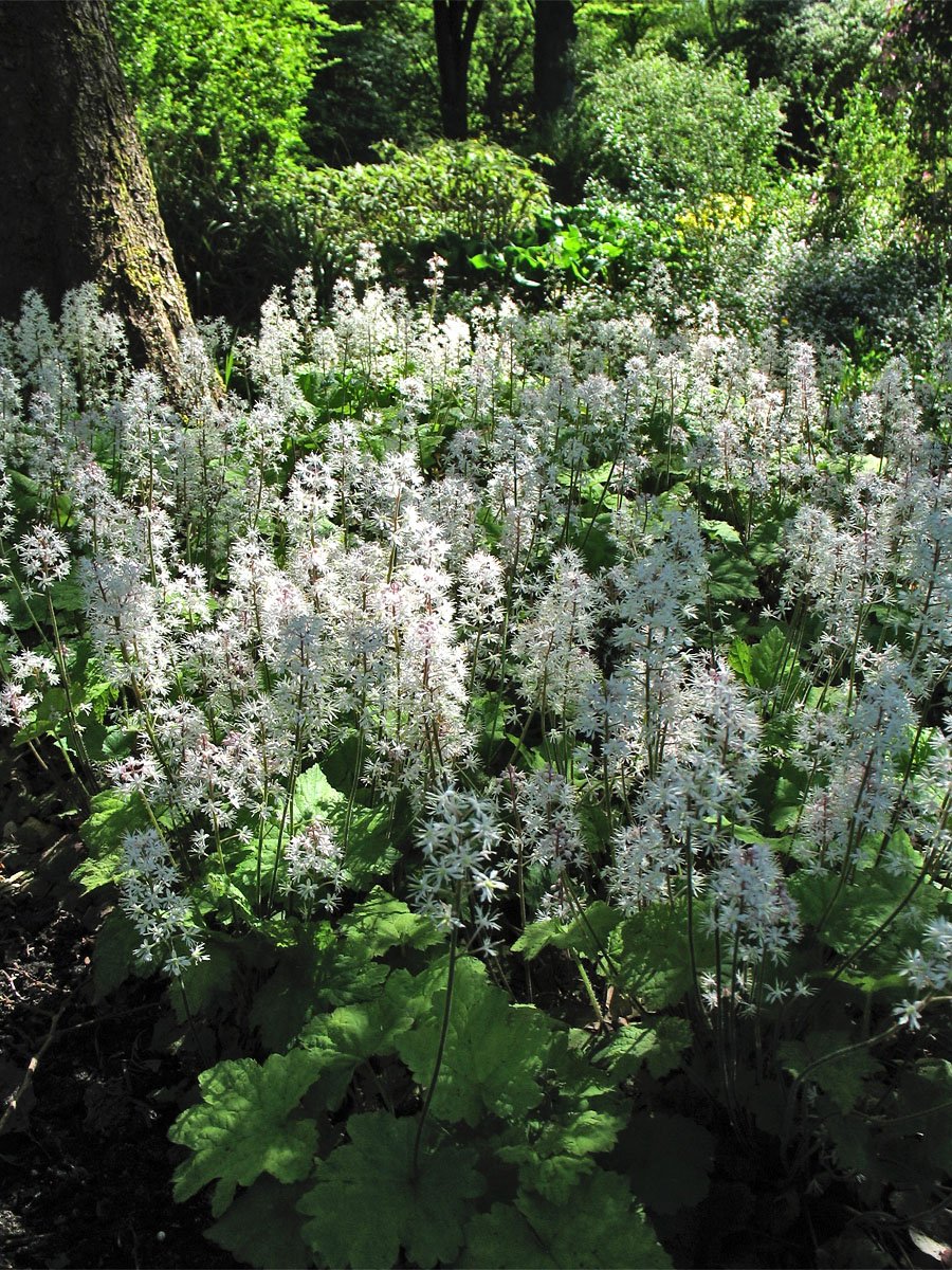 Image of Tiarella cordifolia specimen.