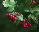 Viburnum opulus