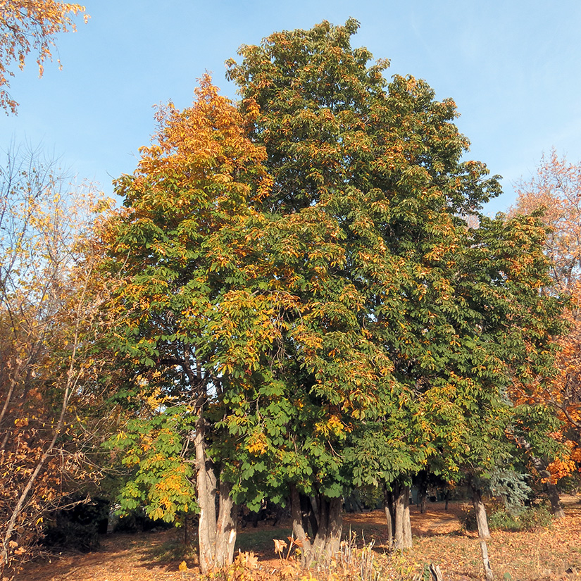 Изображение особи Aesculus hippocastanum.