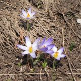 Crocus reticulatus. Цветущие растения. Карачаево-Черкесия, Зеленчукский р-н, долина р. Ходюк. 01.05.2010.