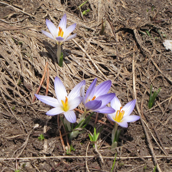 Image of Crocus reticulatus specimen.