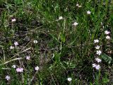 Lychnis sibirica