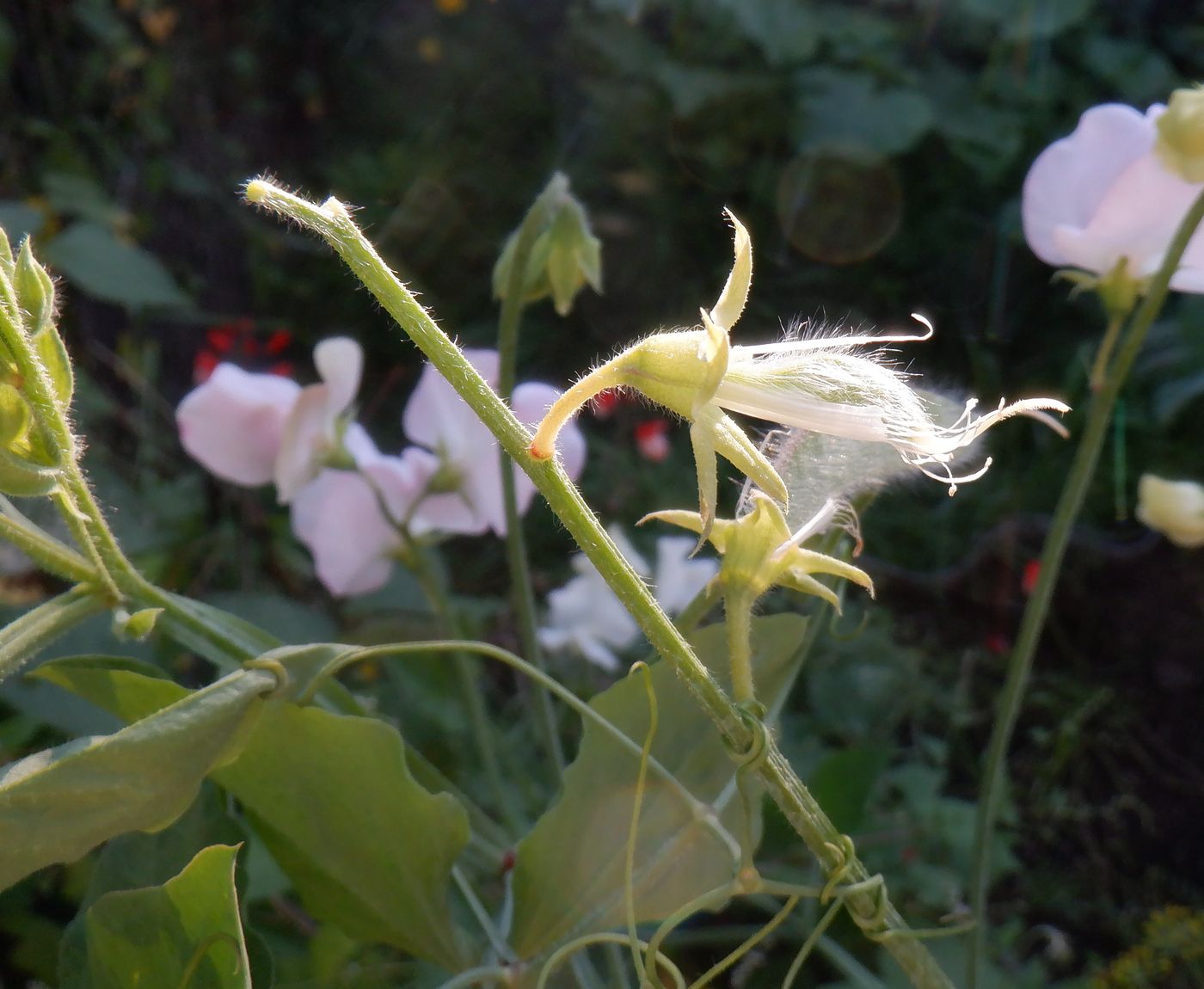 Image of Lathyrus odoratus specimen.