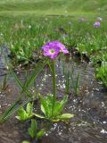 Primula auriculata