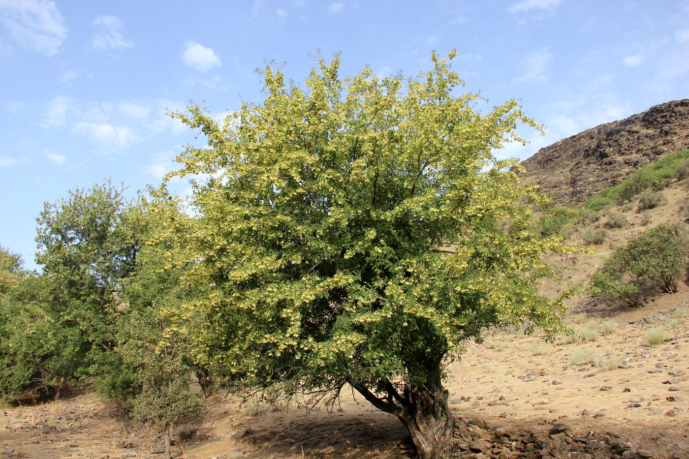 Image of Acer semenovii specimen.