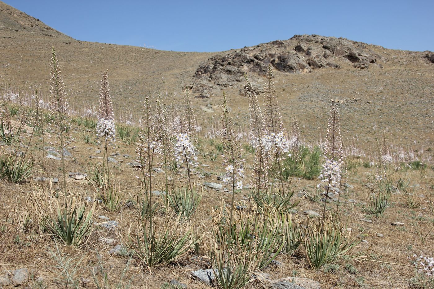 Изображение особи Eremurus olgae.