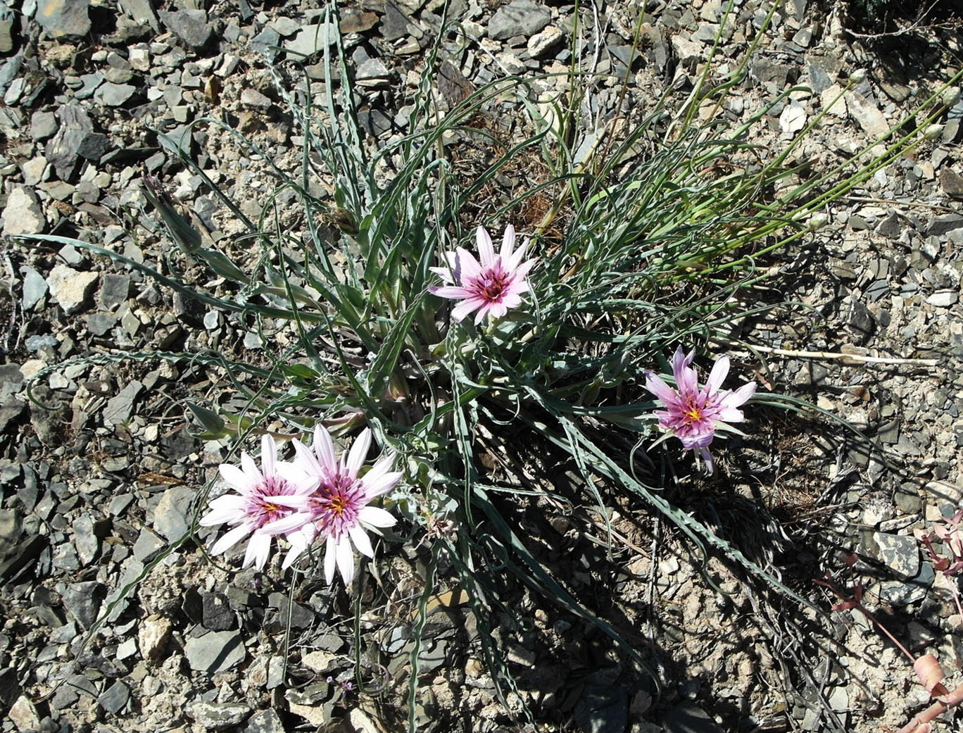 Image of Tragopogon marginifolius specimen.