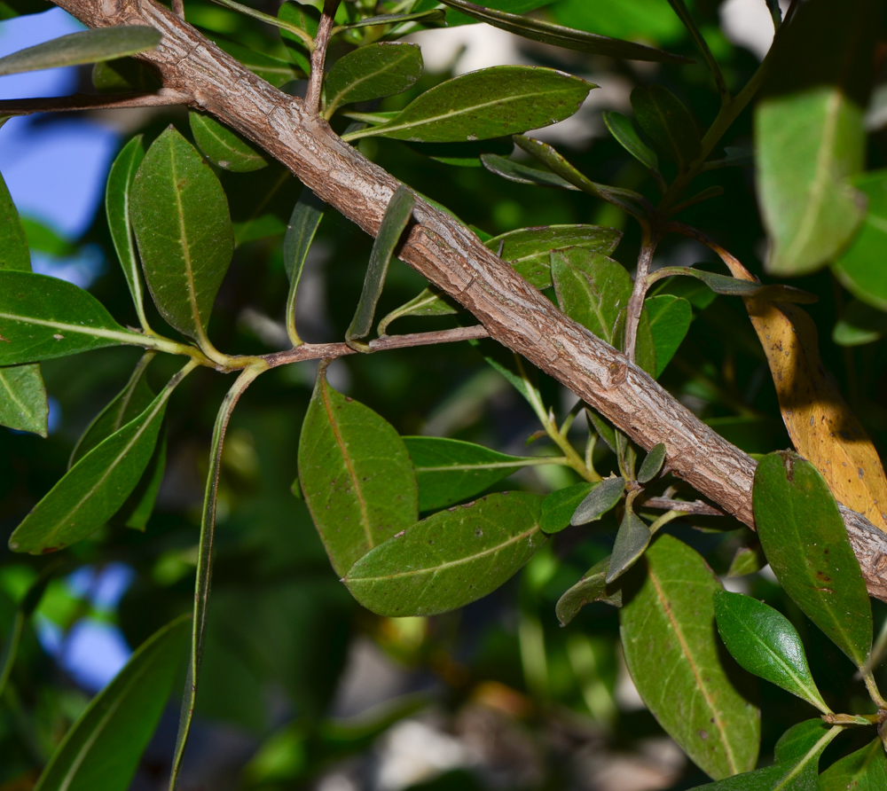 Изображение особи Conocarpus erectus.