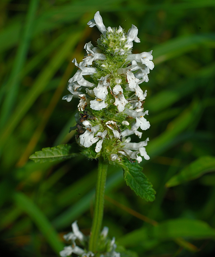 Image of Betonica officinalis specimen.