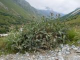 Cirsium balkharicum. Цветущее растение. Кабардино-Балкария, Черекский р-н, Кабардино-Балкарский высокогорный заповедник, Черек-Безенгийское ущелье, окр. альплагеря \"Безенги\", ≈ 2100 м н.у.м., отложенная боковая морена, субальпийский луг. 16.08.2021.