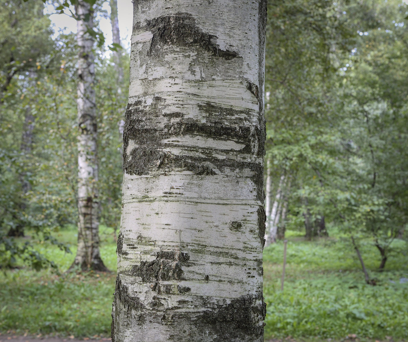 Image of Betula utilis var. jacquemontii specimen.