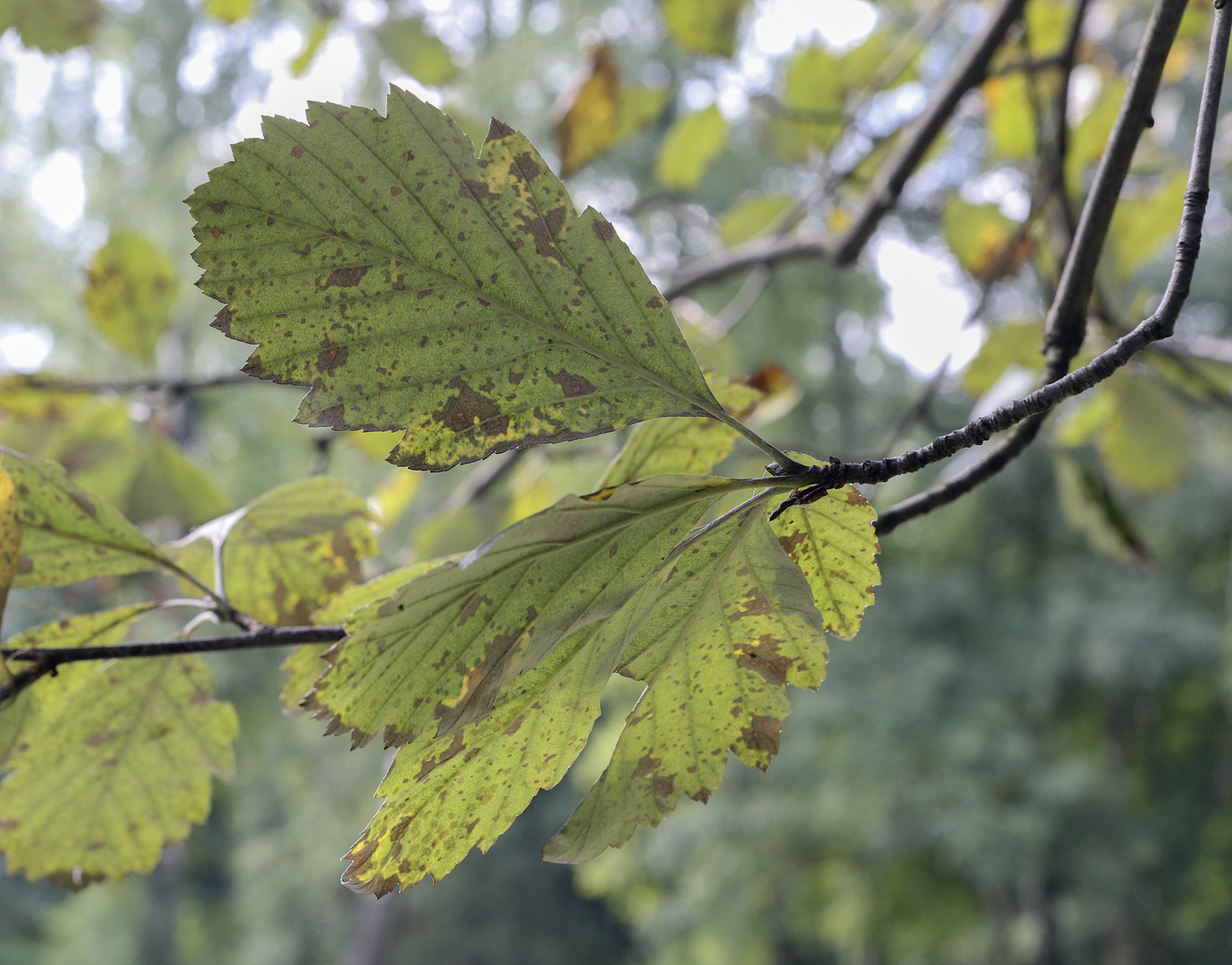 Изображение особи Sorbus takhtajanii.