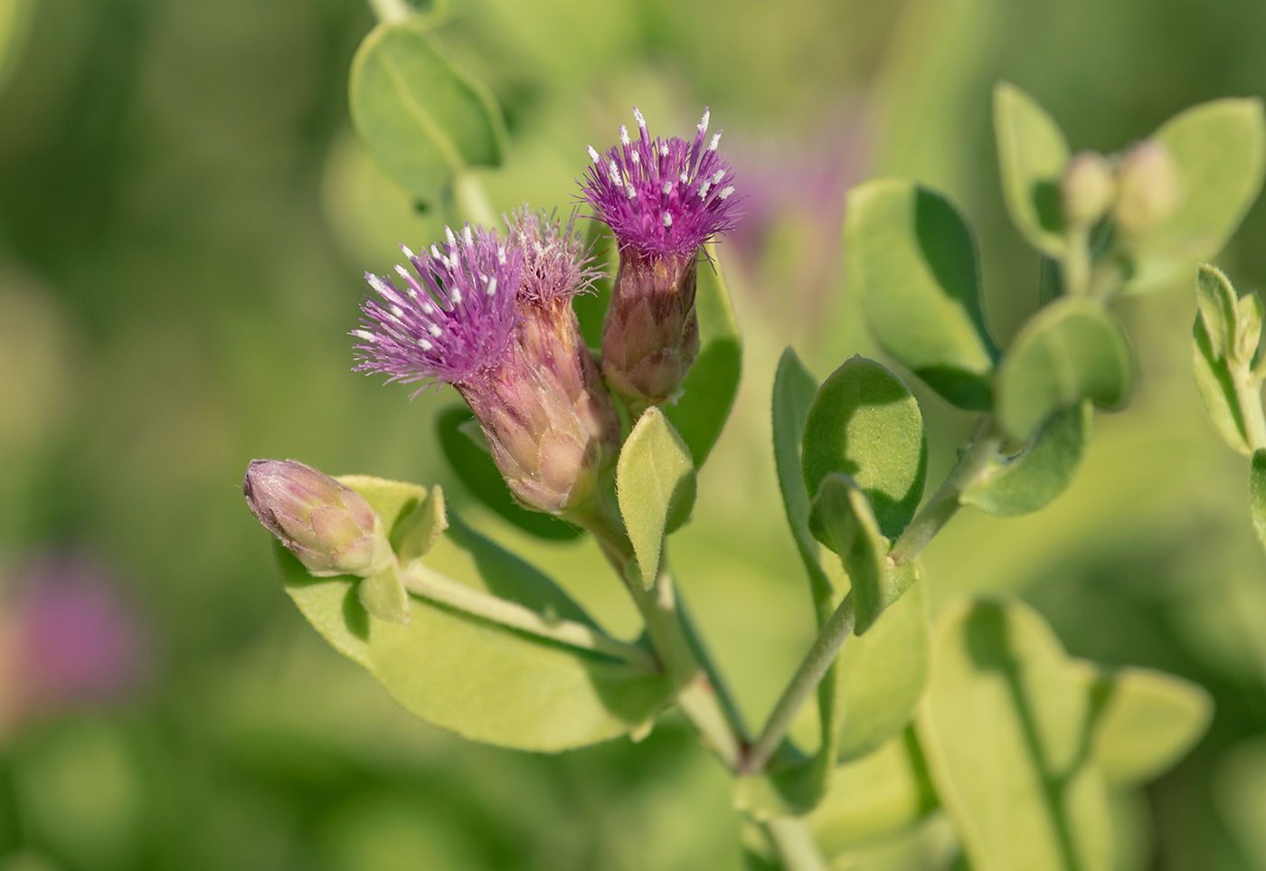 Изображение особи Karelinia caspia.