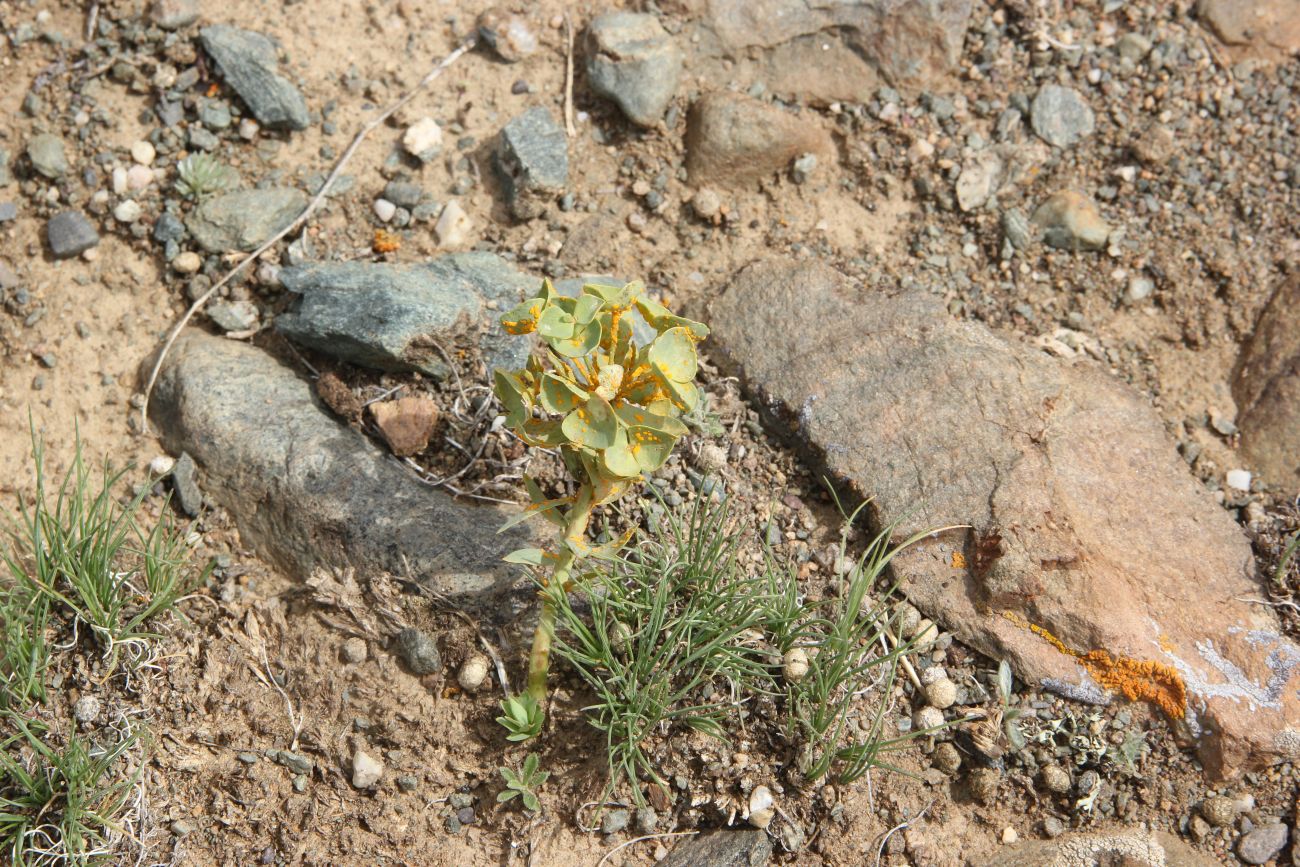 Image of genus Euphorbia specimen.