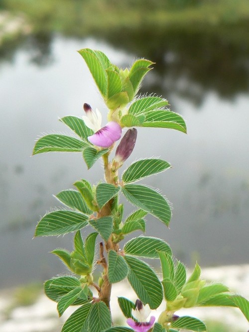 Изображение особи Kummerowia striata.