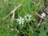 Stellaria longifolia