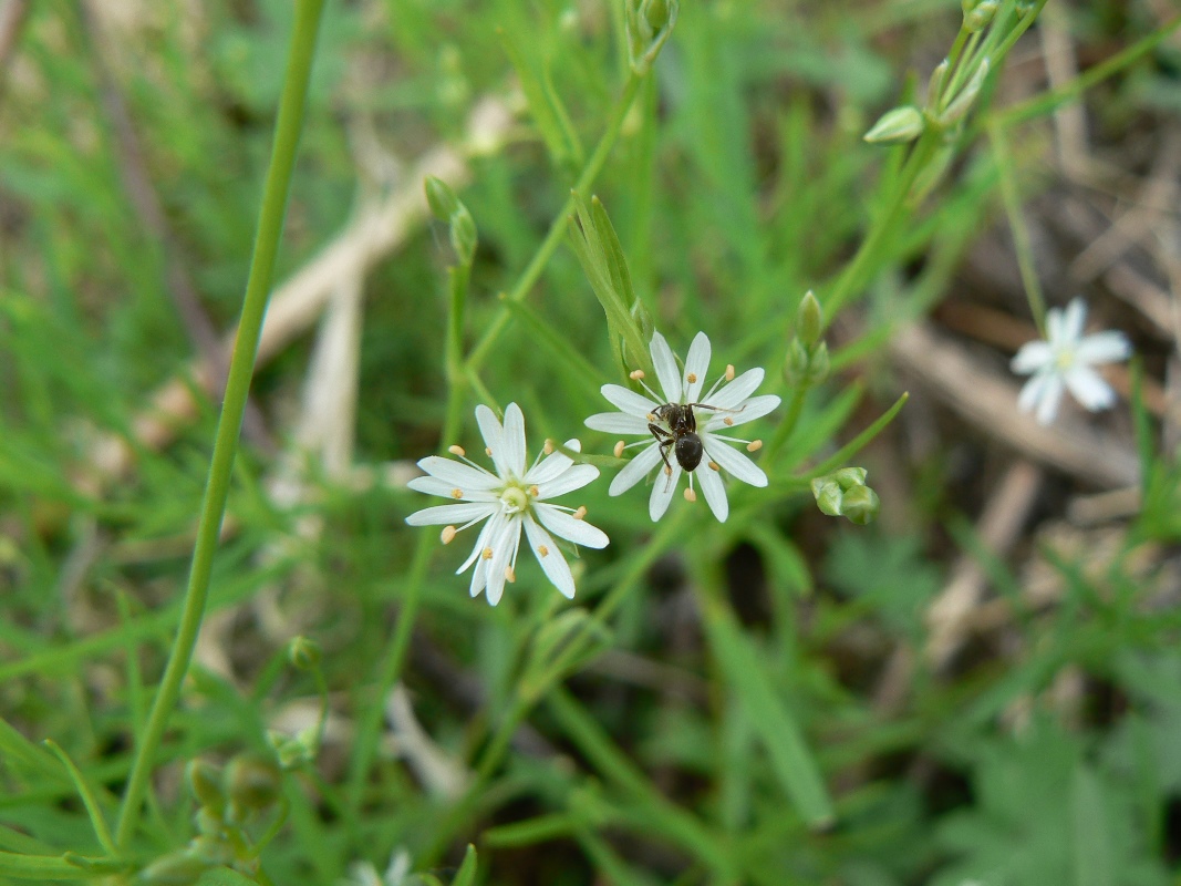 Изображение особи Stellaria longifolia.