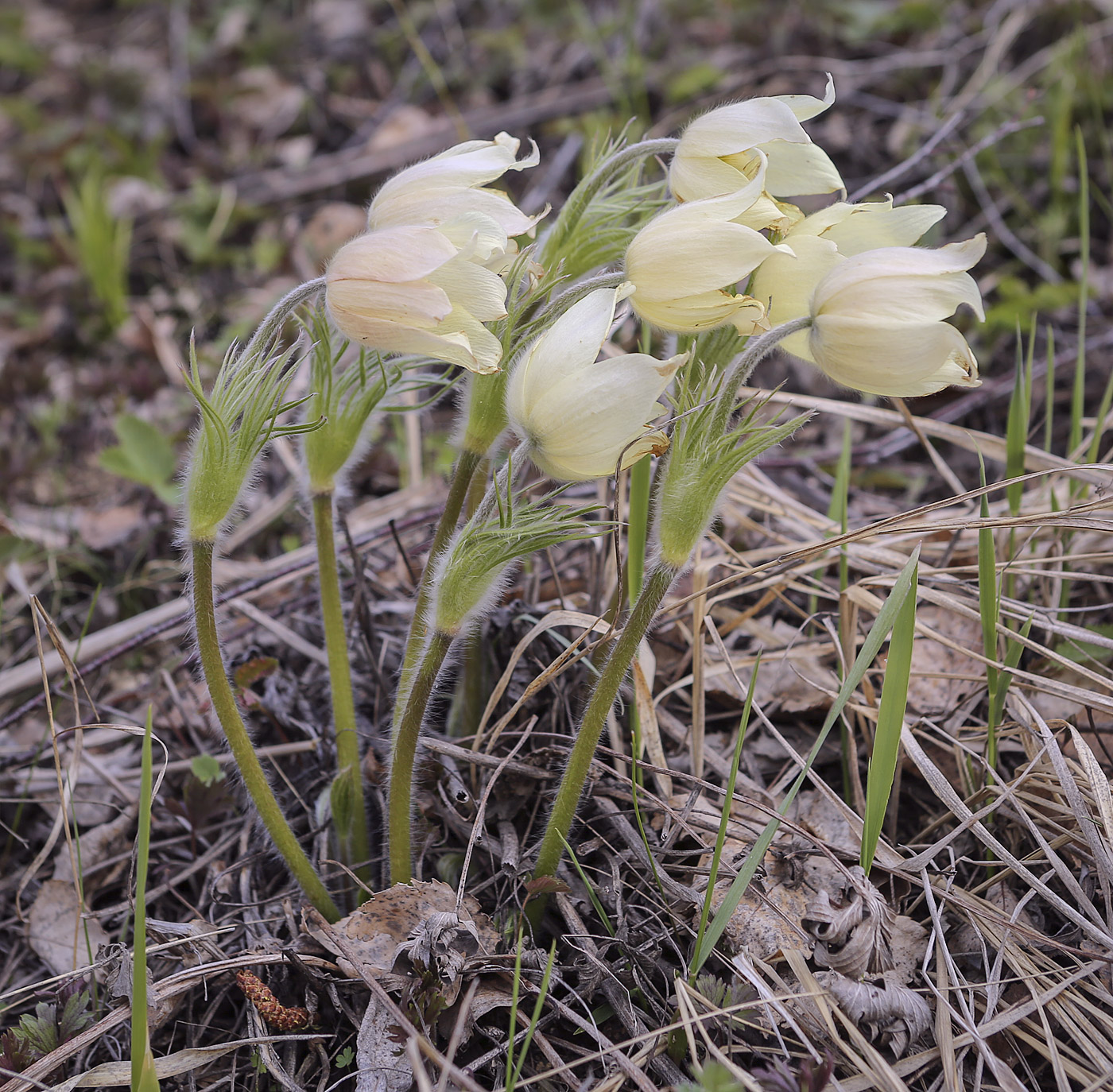 Image of Pulsatilla uralensis specimen.