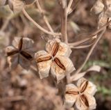 Fritillaria persica