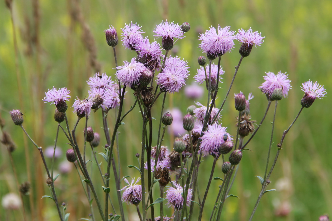 Изображение особи Cirsium setosum.