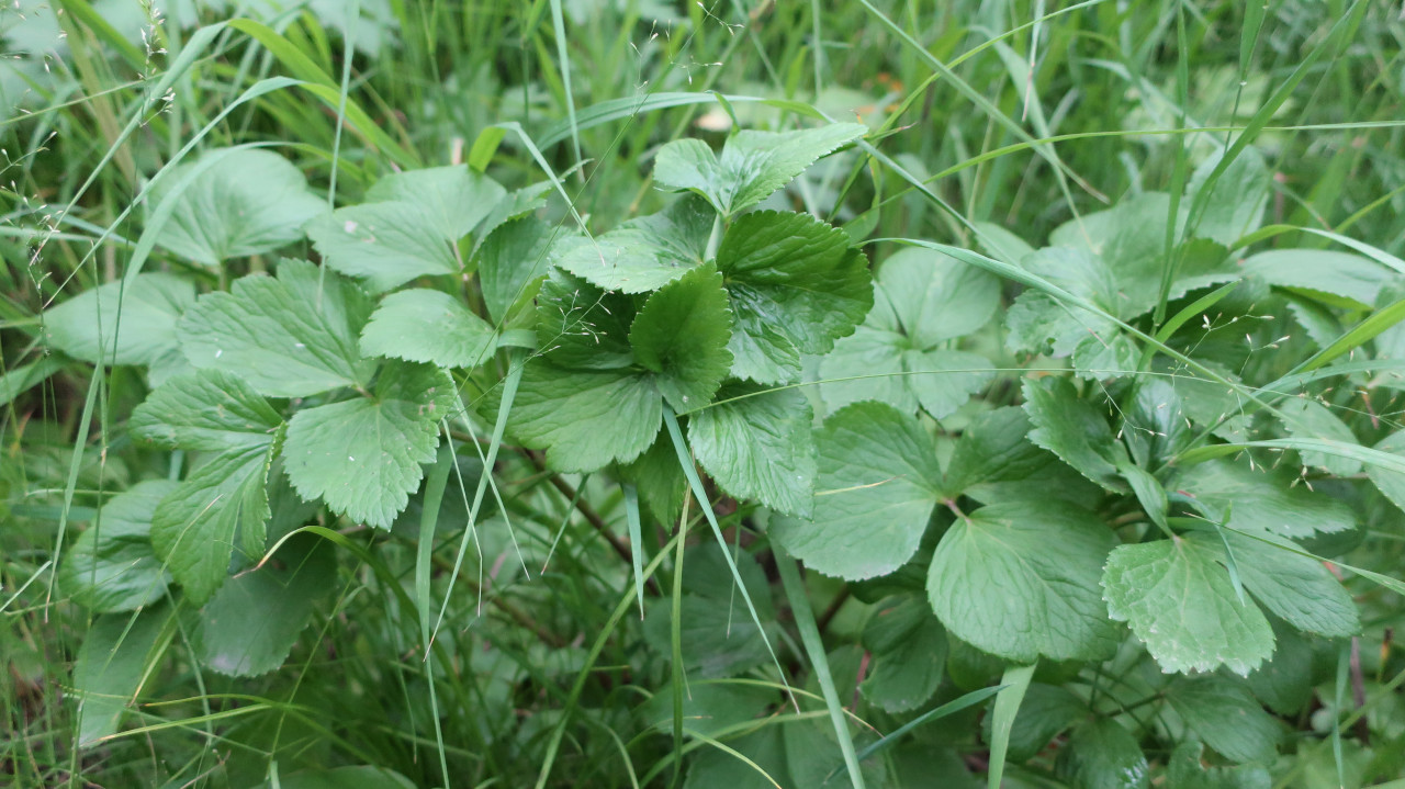 Изображение особи Ligusticum scoticum.