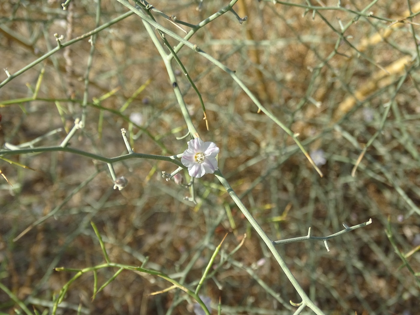 Image of Convolvulus hamadae specimen.