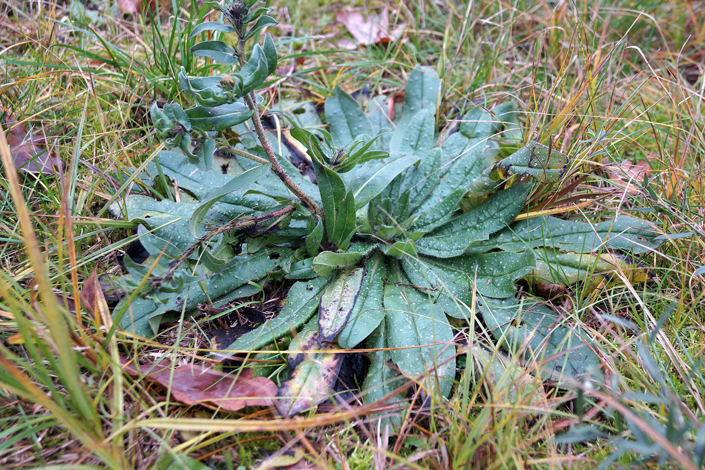 Изображение особи Echium vulgare.