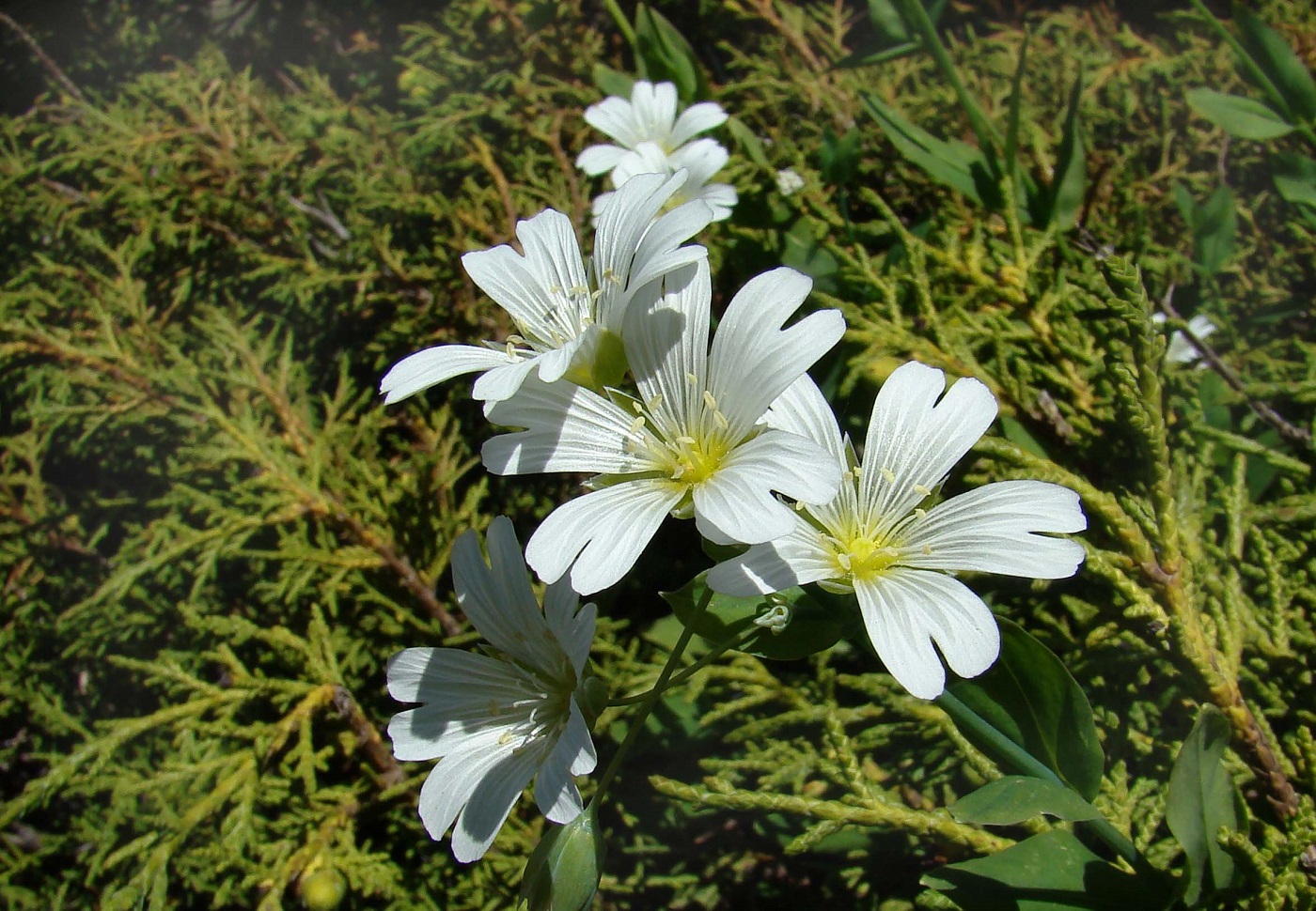 Image of Cerastium davuricum specimen.