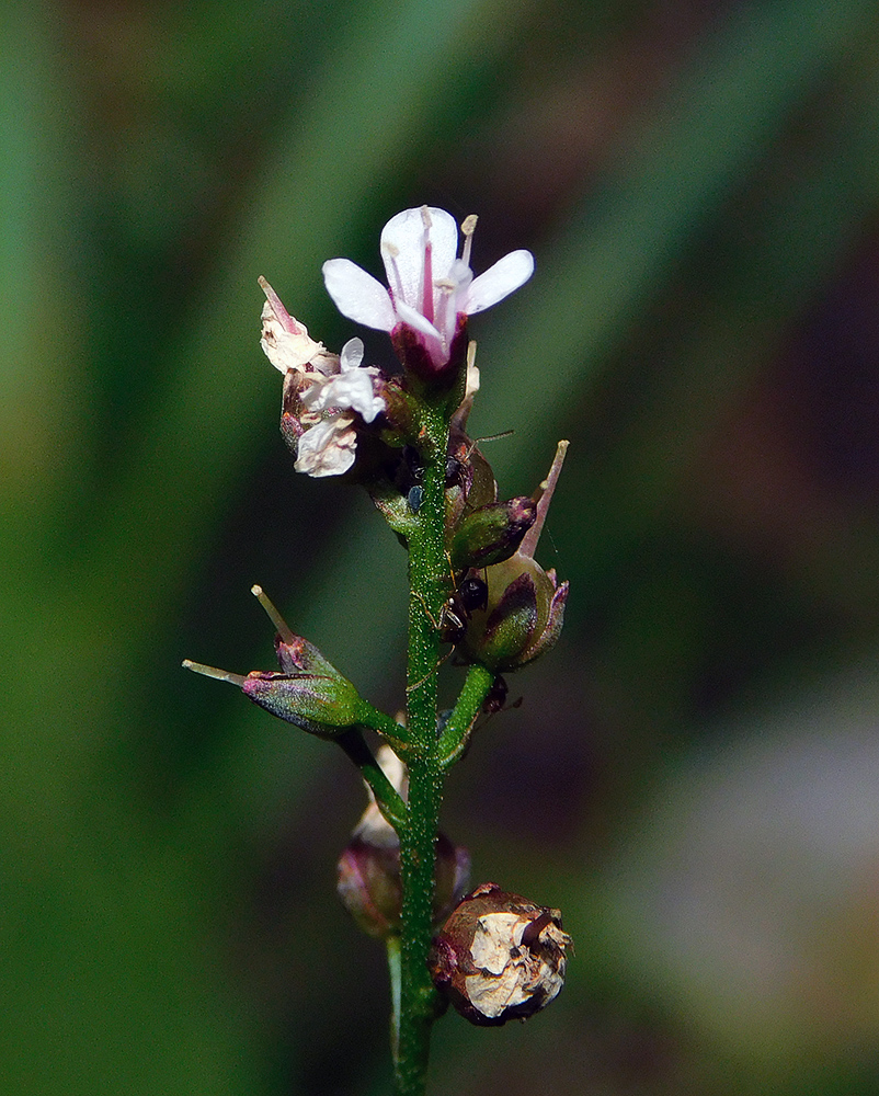 Image of Lysimachia dubia specimen.