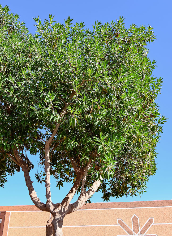 Image of Myoporum laetum specimen.