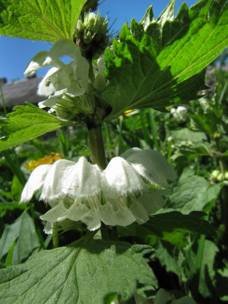 Image of Lamium album specimen.